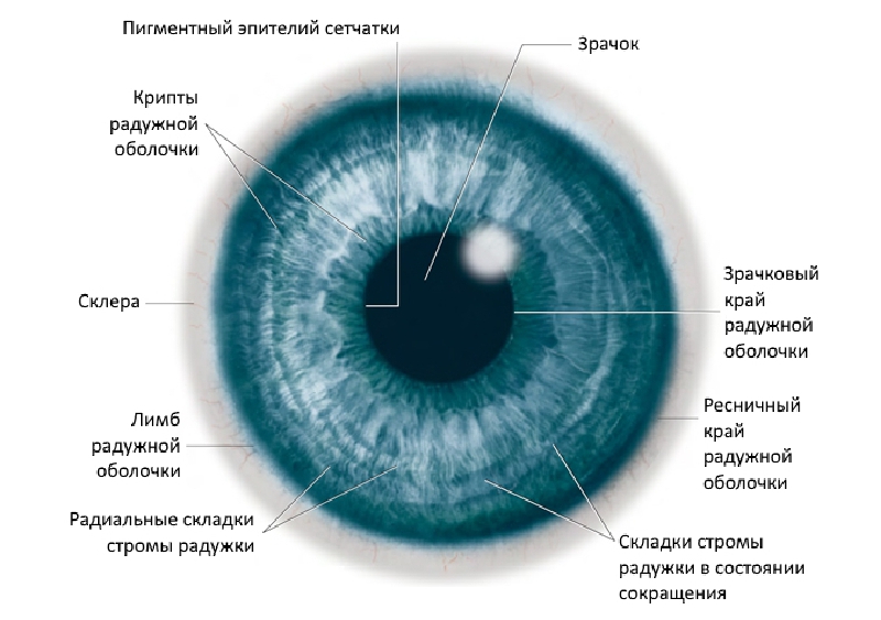 Строение и функционирование радужки
